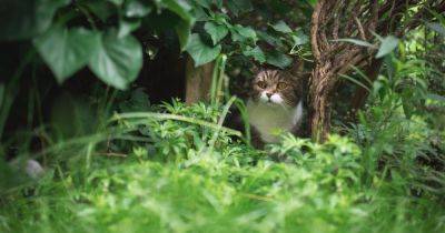 Expert says 30p natural hack will stop cats pooing in your garden plants - www.dailyrecord.co.uk