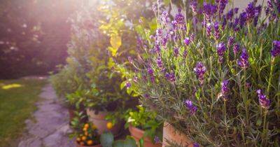 'Perfect' time to prune lavender plants for beautiful blooms all summer long - www.dailyrecord.co.uk