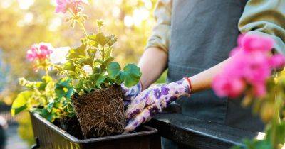 Four garden plants that will keep slugs at bay, according to Alan Titchmarsh - www.dailyrecord.co.uk