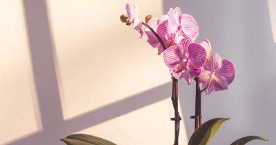 Orchid revival tip that will get plants blooming again even after they have died - www.dailyrecord.co.uk