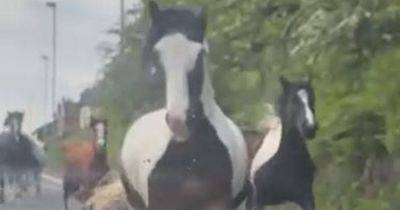 "I've never seen anything like it!": Drivers left stunned as horses 'on the loose' wreak havoc galloping down street - www.manchestereveningnews.co.uk - county Oldham