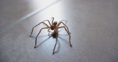 Spider experts share eight ways to keep creepy crawlies out of your home this summer - www.dailyrecord.co.uk - Britain