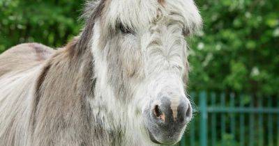 Manchester donkey sanctuary could close in 'devastating news' - www.manchestereveningnews.co.uk - Britain - Manchester - Birmingham - city Sanctuary