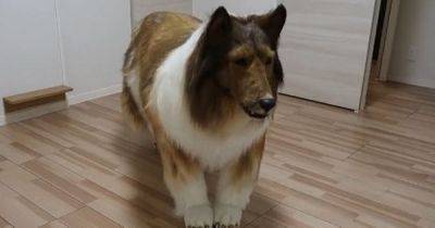 Dog-fanatic spends £10,000 transforming himself into super-realistic Border Collie - www.dailyrecord.co.uk - Japan