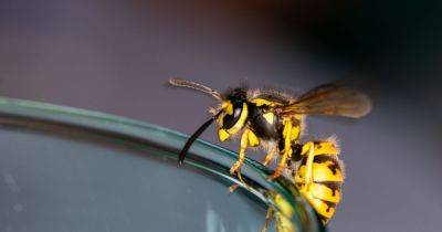 Woman's three-ingredient spray will kill wasps instantly without using chemicals - www.dailyrecord.co.uk