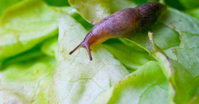 Keep snails away from garden plants with 'cheap' hack hailed by cleaning fans - www.dailyrecord.co.uk - Scotland - county Page