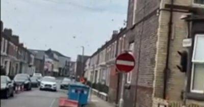 Swarm of wasps takes over street as residents forced to lock themselves inside - www.dailyrecord.co.uk - Britain - Scotland