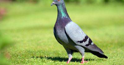 Stop pigeons from entering your garden using one simple household waste item - www.dailyrecord.co.uk