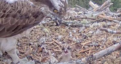 First glimpse of new osprey chick in Scottish forest captured in nest cam - www.dailyrecord.co.uk - Britain - Scotland - county Highlands - county Pine - county Forest