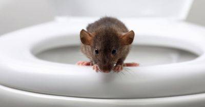 Rat warning as rodents 'as big as cats' invading homes through toilets - www.dailyrecord.co.uk - Britain