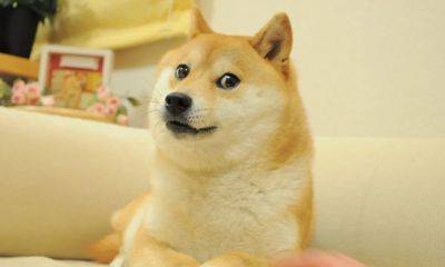 Kabosu Dies: Beloved Shiba Inu Who Gained Fame As Doge Meme Was 18 - deadline.com - Tokyo