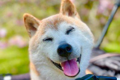 Dog That Inspired ‘Doge’ Meme Dies at 18 - variety.com - New York - Japan
