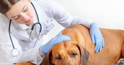 Vet warns pet owners of human illness dogs can suffer from - symptoms and signs - www.manchestereveningnews.co.uk - Manchester