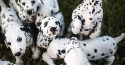 Scientists reveal reason why Dalmatians have spots and it may surprise you - www.dailyrecord.co.uk - city Lancaster