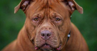 XL Bully owners warned they face prosecution if they miss one-month deadline - www.manchestereveningnews.co.uk - Britain