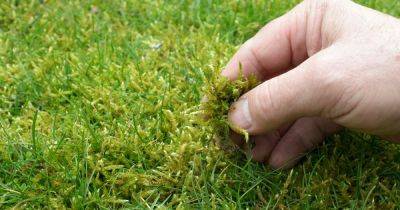 Common gardening mistake that will cause moss to plague your lawn this summer - www.dailyrecord.co.uk - Britain