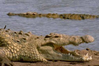 Mother Allegedly Fed Disabled 6-Year-Old Son To Crocodile -- And She's Blaming WHO?! - perezhilton.com - India