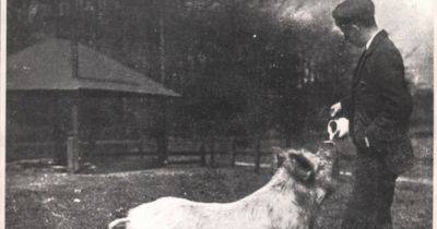 The strange tale of a lost Salford pub and a booze loving pig they buried in the garden - www.manchestereveningnews.co.uk - Manchester