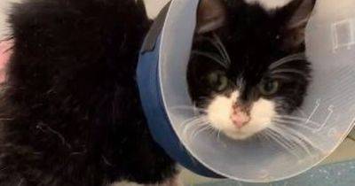 Horror as cat found at a car wash with gruesome third degree burns covering his body - www.manchestereveningnews.co.uk