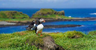 'Uninhabited' Scottish island is oasis for sweet puffins and known for its 'sensational' sunsets - www.dailyrecord.co.uk - Britain - Scotland