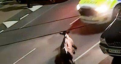 Cow rammed by police THREE times in horror video with investigation underway - www.manchestereveningnews.co.uk