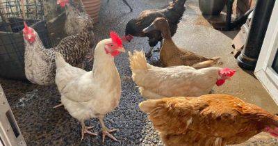 Bird and poultry owners urged to take action after major law change - www.manchestereveningnews.co.uk - Britain - county Jay