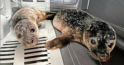 Scots seal pups saved in epic 182 mile rescue mission after being abandoned - www.dailyrecord.co.uk - Britain - Scotland - Centre