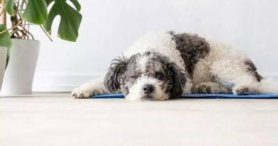 Amazon shoppers say this £22 cooling mat is 'brilliant' for keeping their pets cool in the heat - www.ok.co.uk - Britain