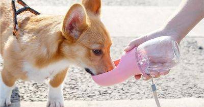 Amazon's £11 portable dog water bottle is a summer essential for pet owners - www.ok.co.uk - Britain