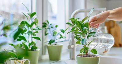 Indoor and outdoor plants thrive with fertiliser using common kitchen scrap - www.manchestereveningnews.co.uk