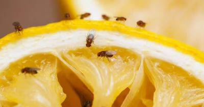 'My £5 Amazon 'wonder' buy got rid of fruit flies when nothing else would' - www.manchestereveningnews.co.uk
