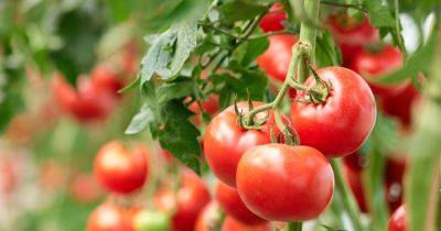 Gardener's simple tomato plant hack using DIY fertiliser ensures bumper crop - www.dailyrecord.co.uk