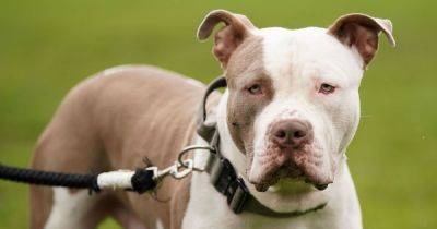 Scots deadline for XL bully dog ownership exemption applications just weeks away - www.dailyrecord.co.uk - Scotland