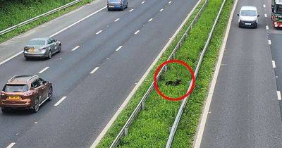 Runaway dog was stranded in the middle of motorway for 18 HOURS - www.manchestereveningnews.co.uk - Manchester - Germany