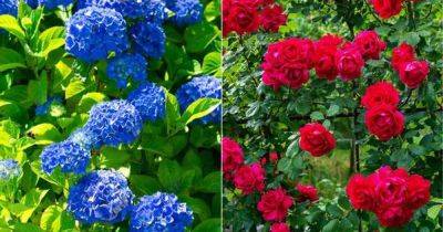 Hydrangeas and roses grow ‘bigger blooms’ with kitchen scrap - hydrangeas even turn blue - www.dailyrecord.co.uk