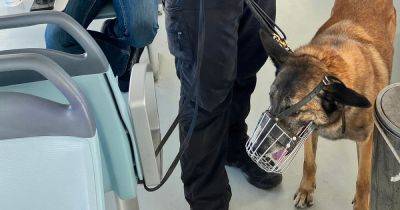 Missing Michael Mosley search: Sniffer dog withdrawn amid extreme heat as efforts continue - www.manchestereveningnews.co.uk - Britain - Greece - city Athens